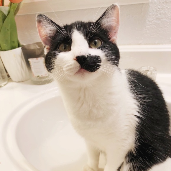 Meet your Posher, Susie - Picture 4 of 11